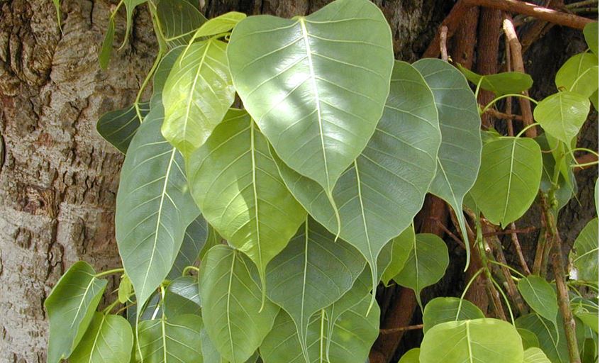Peepal-Tree